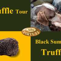 Alba Truffle Tour Alba Tartufi Season Truffles
