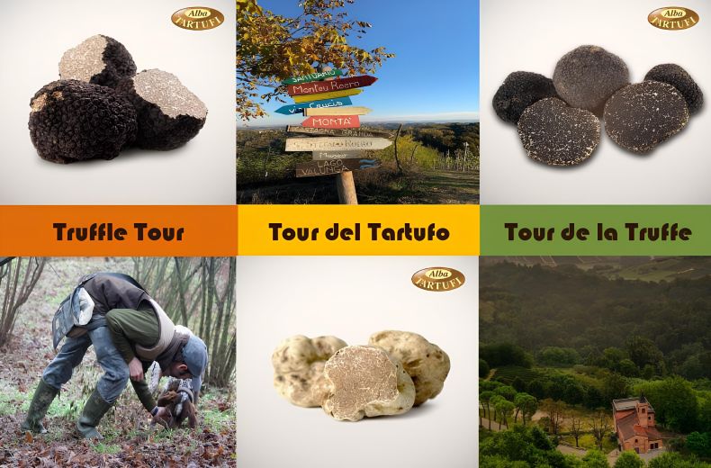 Tour Del Tartufo Alba Tartufi Monta D Alba Piemonte Italia