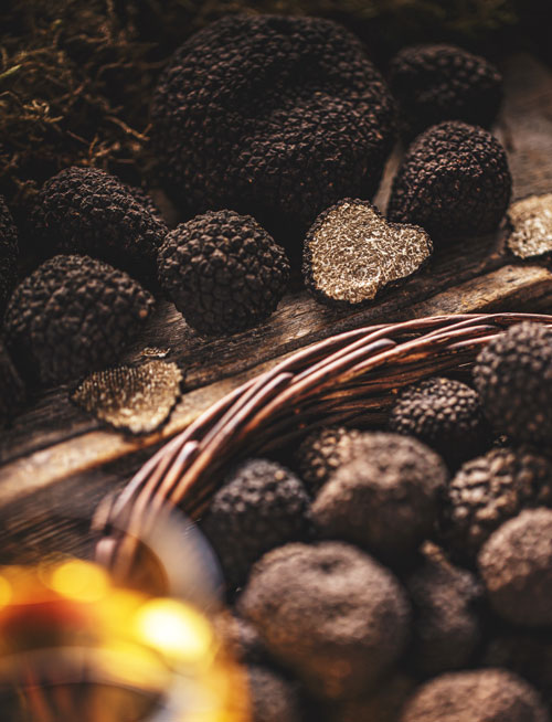 Alba tartufi - Calendario del tartufo