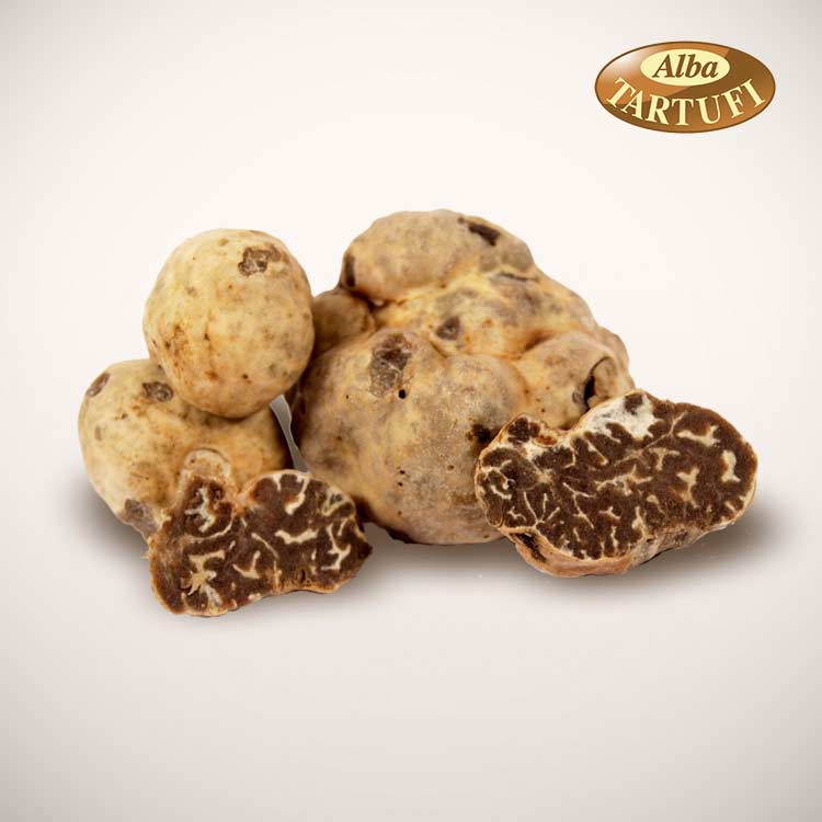 White truffle or Marzuolo truffle